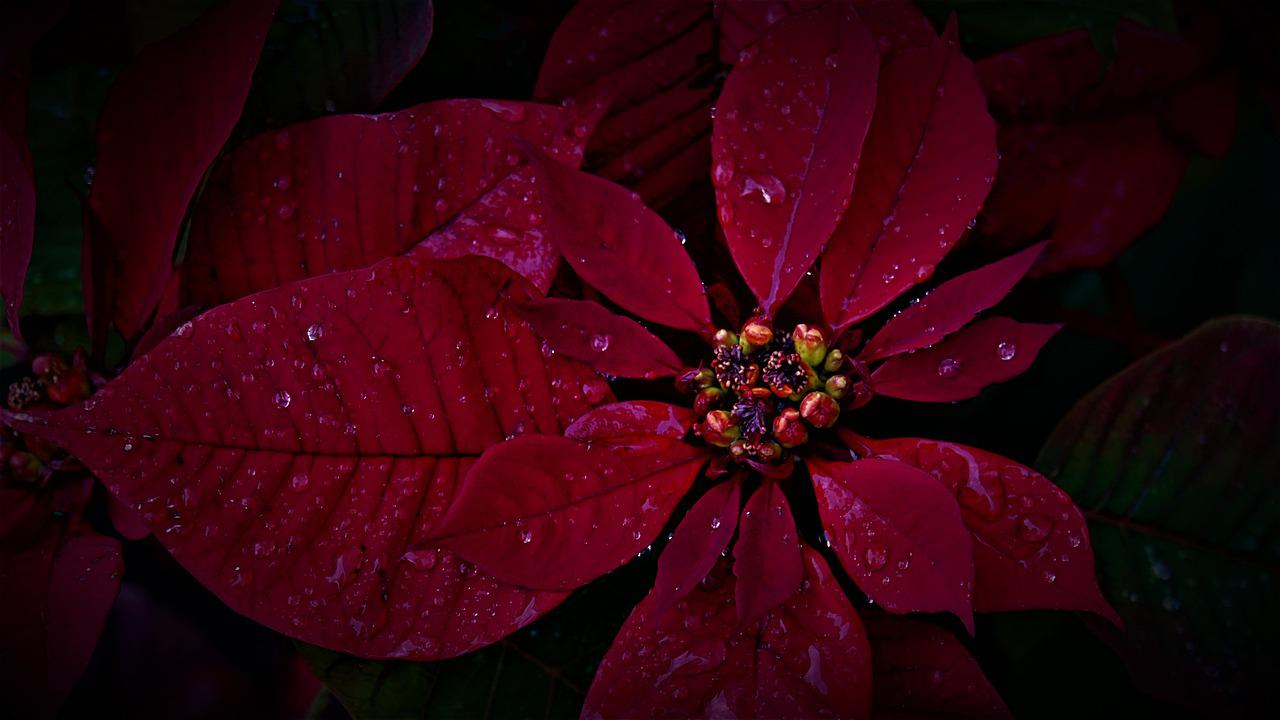 planta de Natal na chuva