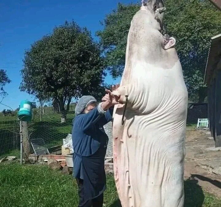 porco gigantesco