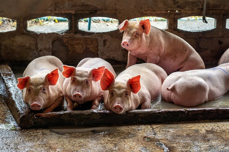 Suínos: mercado aquecido eleva os preços