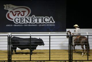 touro angus recorde