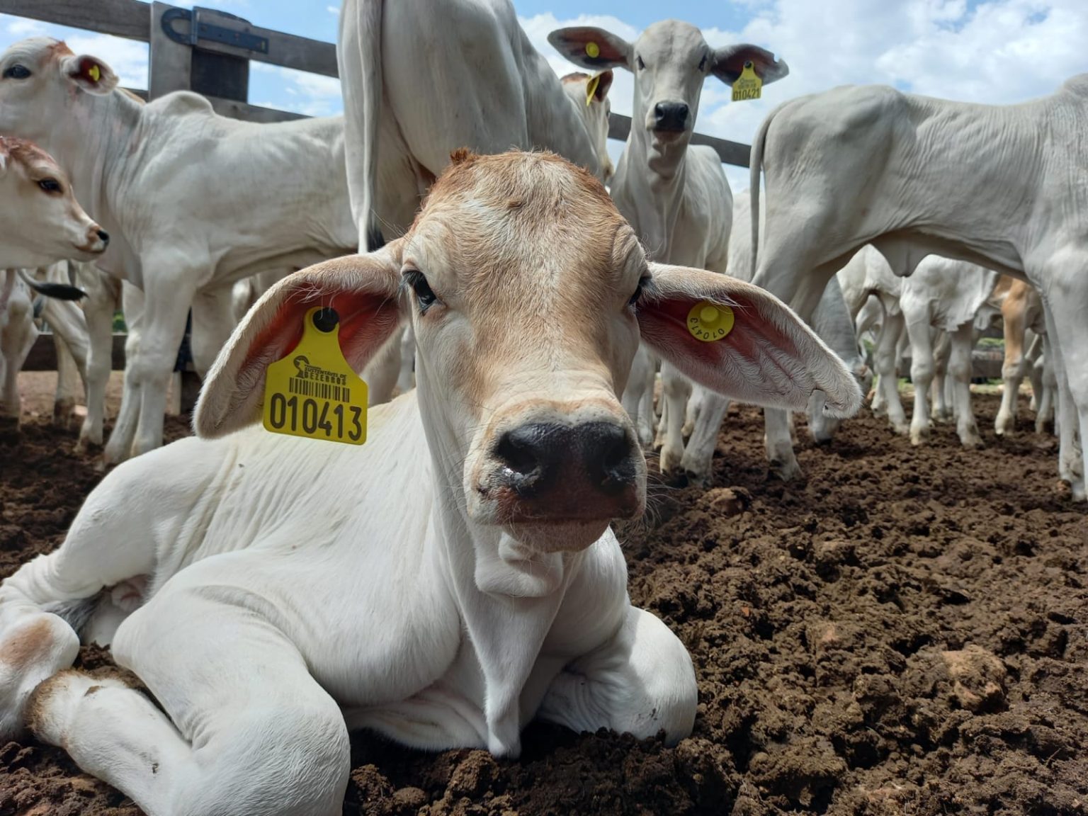 programa de produção de bezerros acrimat, boi programa de produção de bezerros acrimat, boi