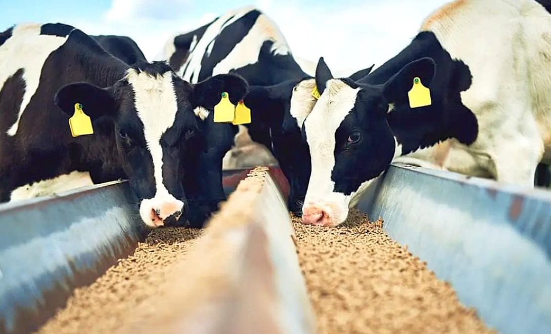 Brasil é 3º maior produtor de ração, mas enfrenta 5 desafios para exportar mais