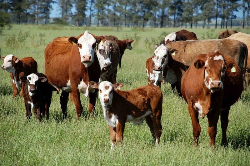 rebanho bovino furto de gado rio grande do sul