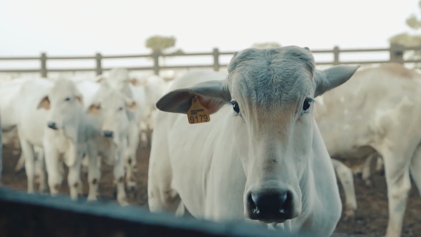 reducao marca a fogo substituicao brincos bottons fazenda sao clemente agropecuaria marcondes cesar bem estar animal