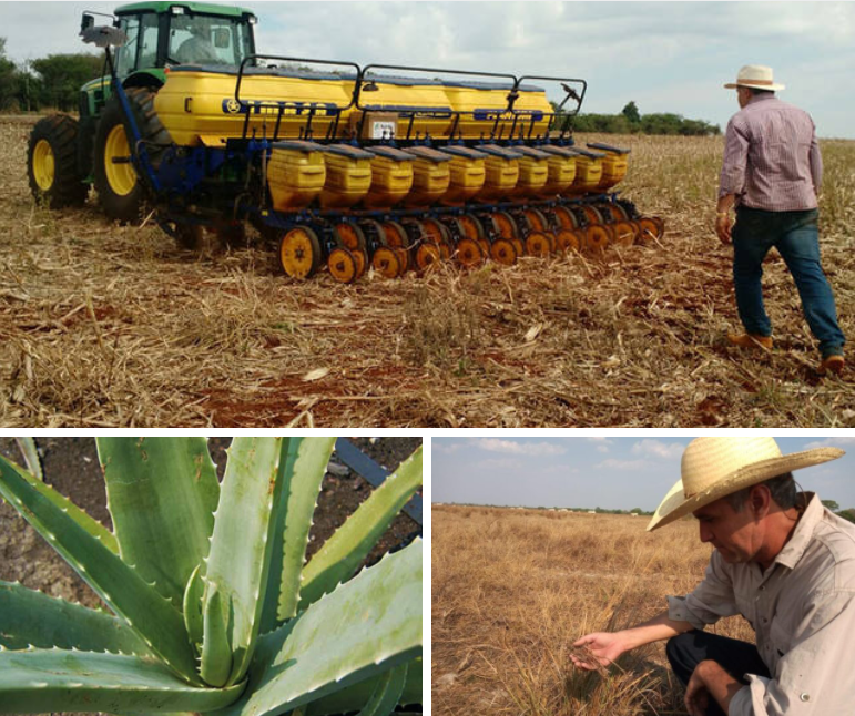 Confira as principais notícias do agronegócio nesta semana