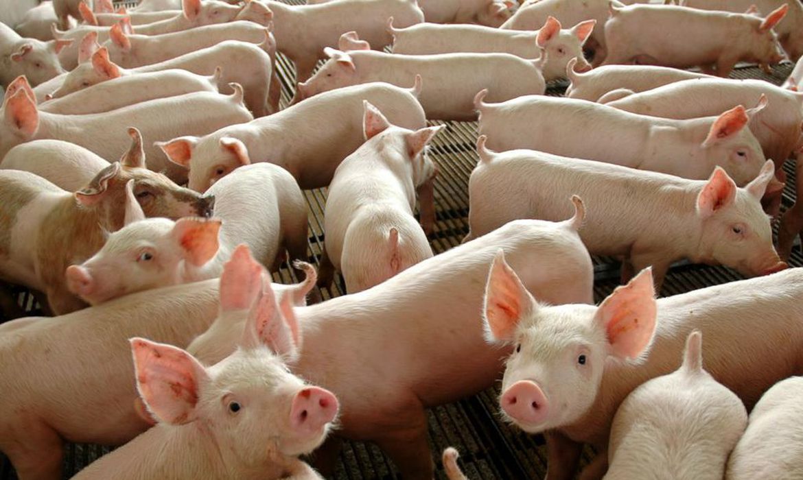 Poder de compra do suinocultor se enfraquece em outubro
