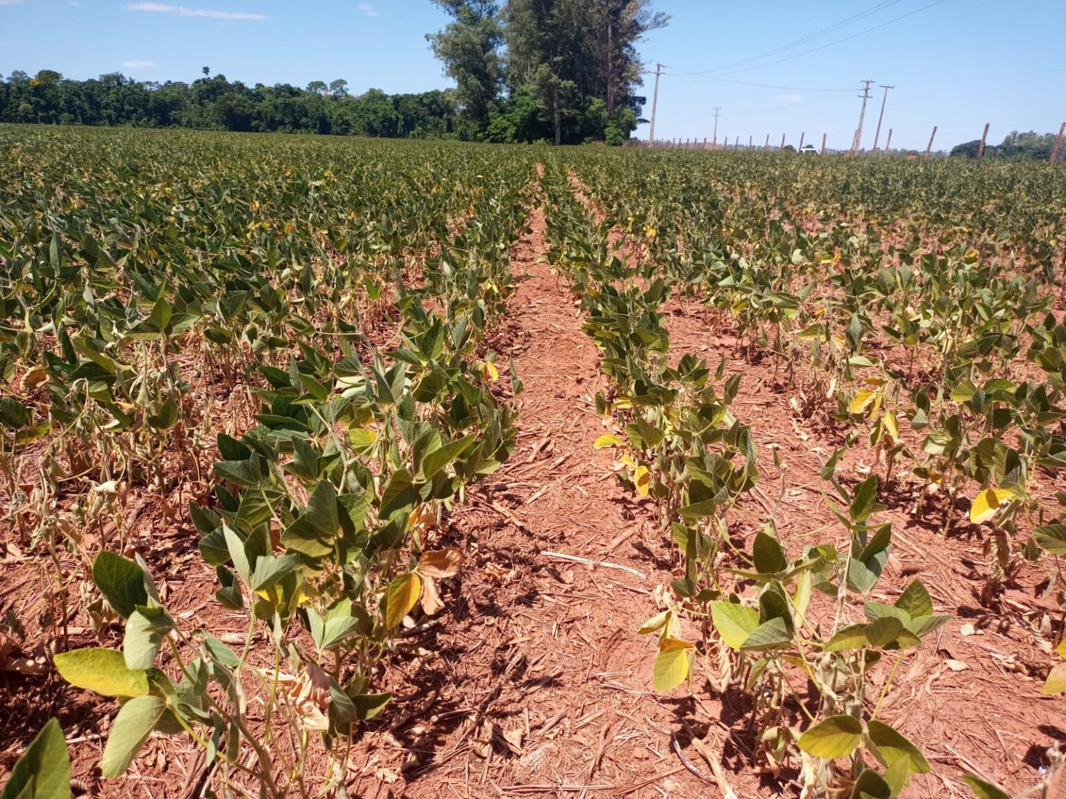 seca, dívida, projeto, clima, falta chuva seca, dívida, projeto, clima, falta chuva