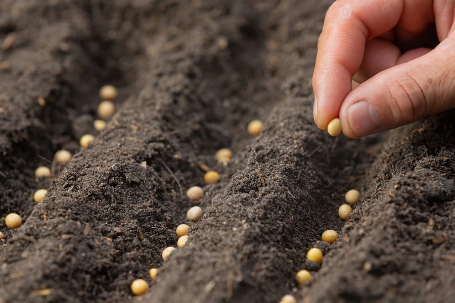 sementes - o brasil da semente de soja