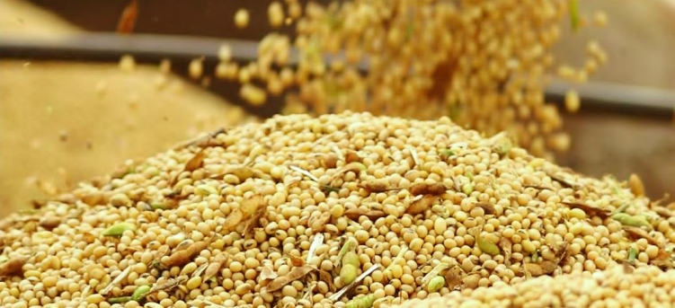 Imea: plantio de soja em MT chega a 99,69% de área