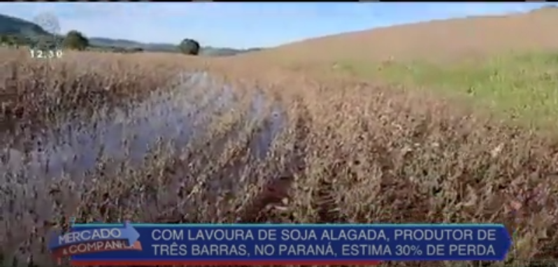 Lavoura de soja fica alagada após chuva volumosa no Paraná