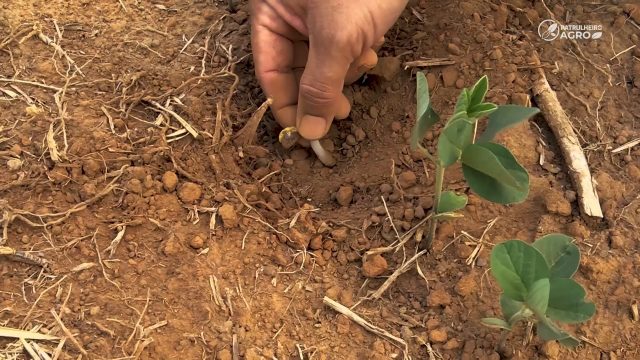 soja brasnorte falta de chuva mato grosso patrulheiro agro 60