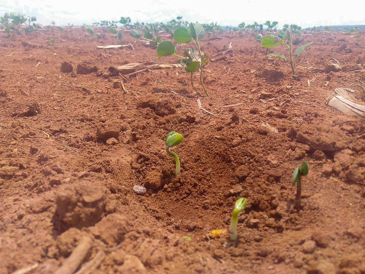 Soja: produtor de MT já prevê perda de 20 sacas por hectare com seca falta de chuvas