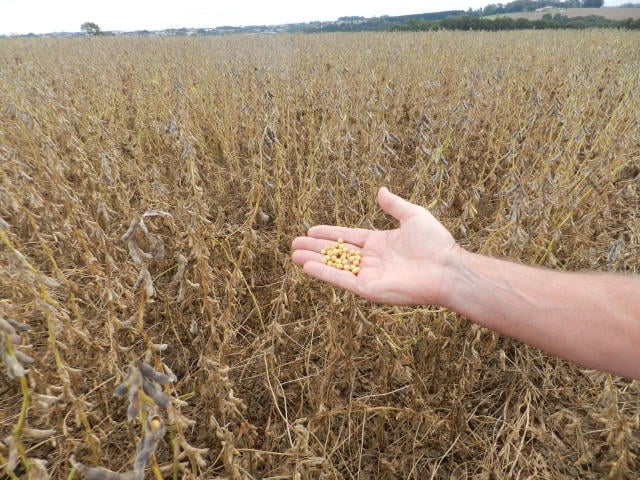 Mercado da soja em alerta: clima irregular e atraso no plantio elevam preocupações
