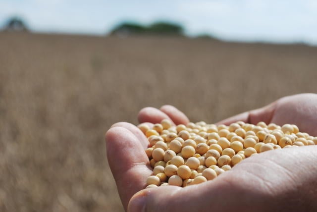 alimentos