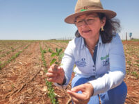 plantação de soja em Mato Grosso do Sul