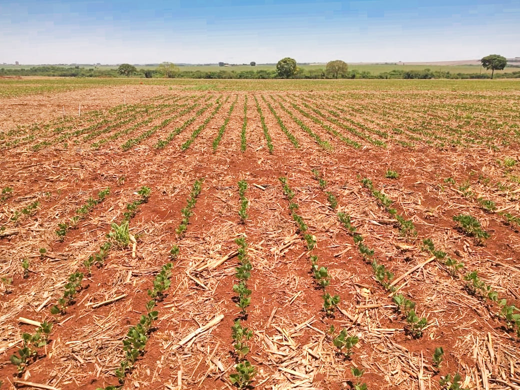 plantação de soja em Mato Grosso do Sul