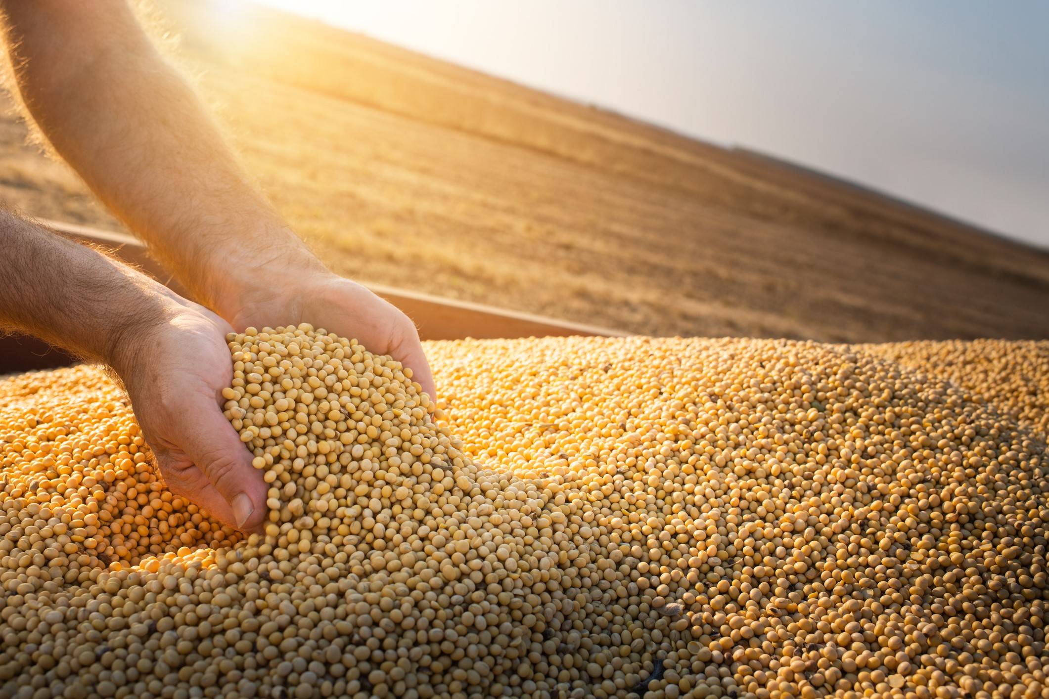 Tecnologia permite selecionar cultivares de soja com sementes de melhor qualidade