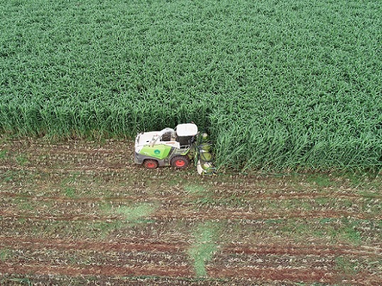 PDF) Época de semeadura de braquiárias em consórcio com sorgo