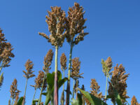 sorgo semiárido