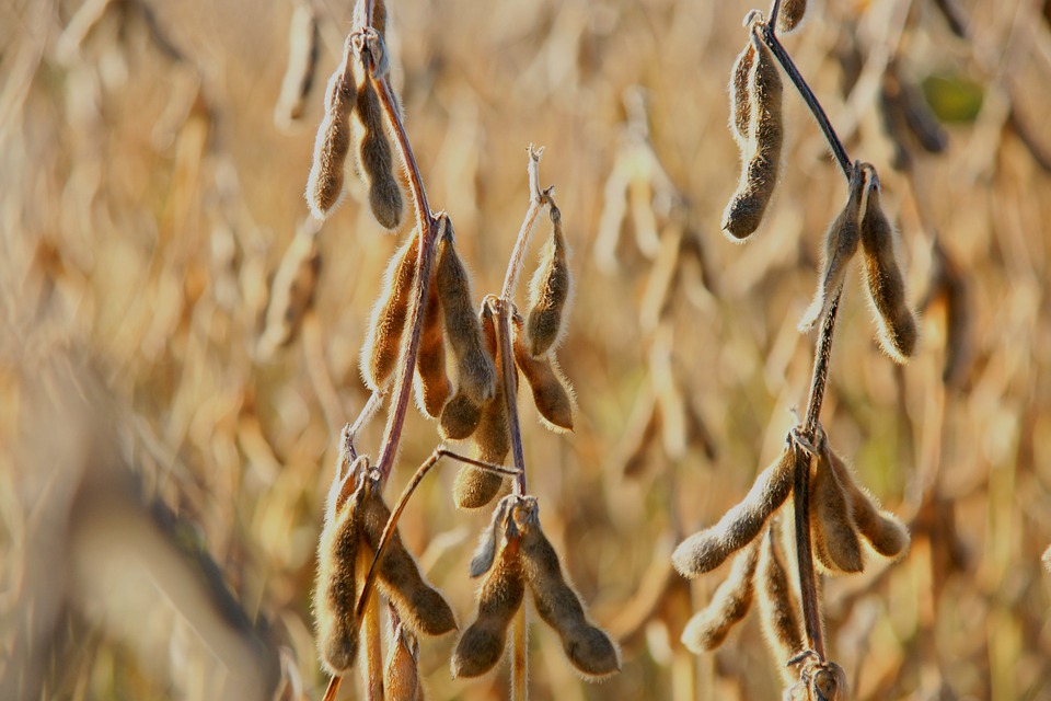 Estado de Mato Grosso poderá plantar soja a partir deste sábado