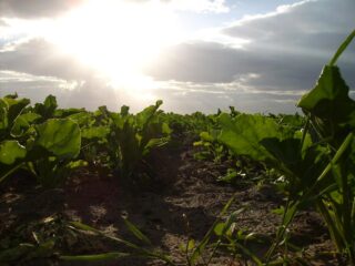 Foto: Free Images