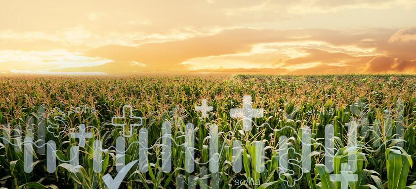 Conheça o milho que aumenta a produção de etanol por área plantada