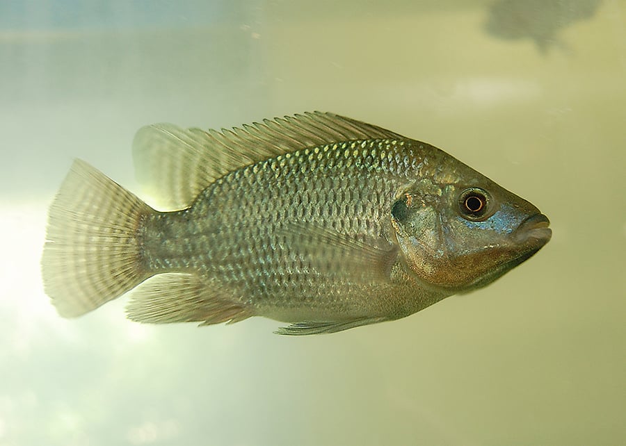 Indústria do pescado solicita crédito emergencial para mitigar efeitos do tarifaço