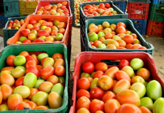 Conab: em dezembro, preço do tomate fica até 20% mais barato no atacado