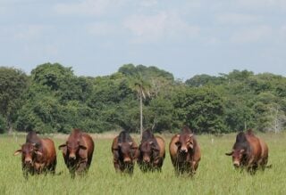 tourinho-sindi-a-campo