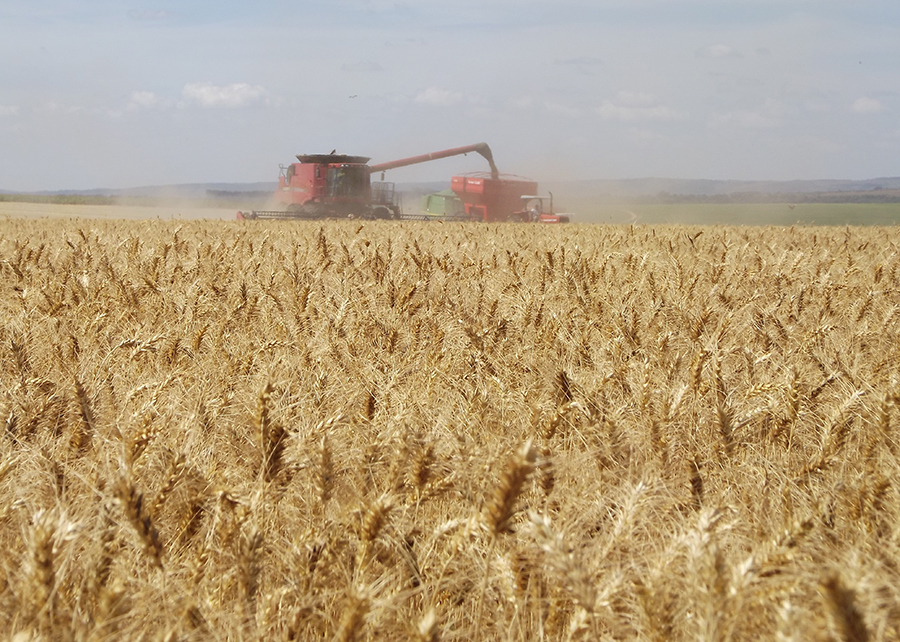 Estimativa de produção de trigo é cortada em 10,5% por consultoria
