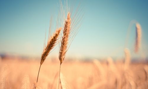Preços do trigo estão pressionados, mas produtores seguem otimistas