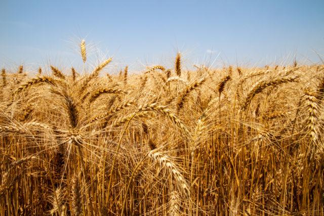Trigo: produção é baixa no Brasil, mas cotações seguem em queda