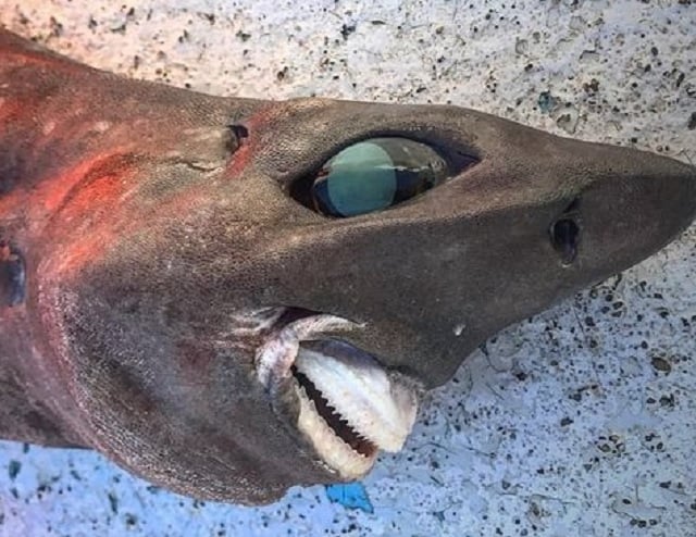 tubarão com sorriso quase humano