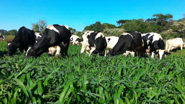 laticínios forragem leite milheto