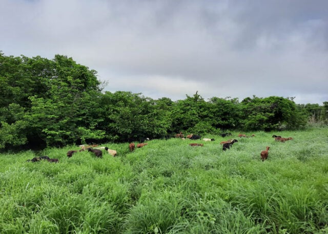 ILPF caatinga