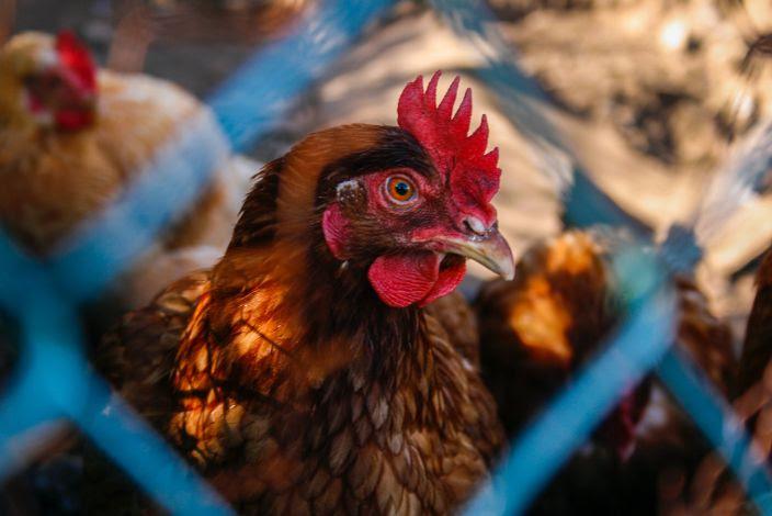 Após caso de gripe aviária, China suspende importações de frango da Argentina