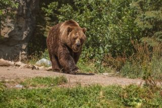 urso pardo - gripe aviária nos estados unidos