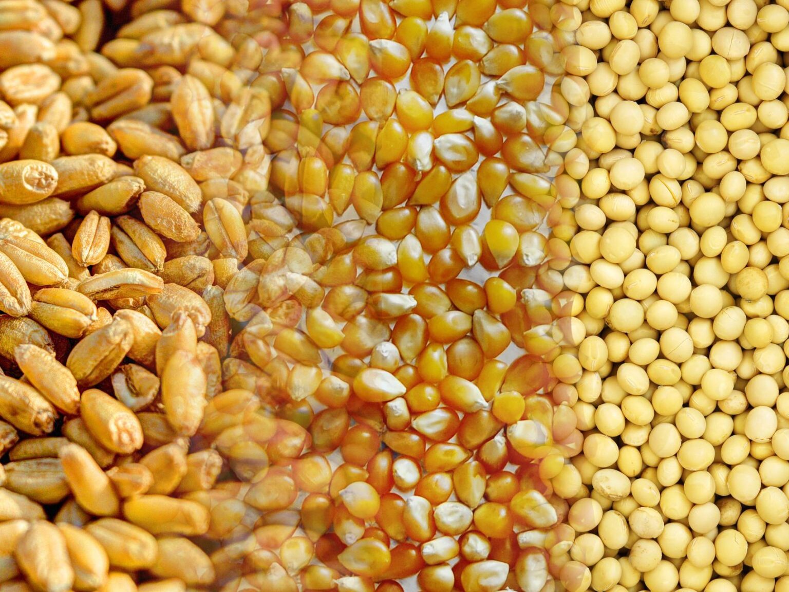 usda-soja-milho-e-trigo