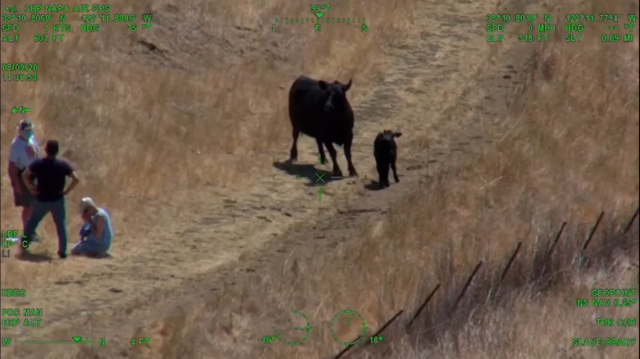 vaca bezerro califórnia