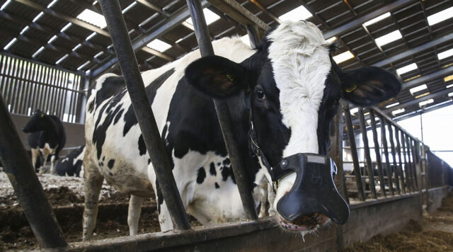 vaca de máscara efeito estufa