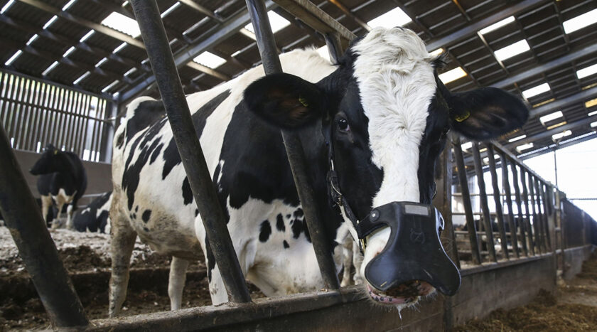 Pecu ria Tudo O Que Voc Precisa Saber Sobre Cria o Animal
