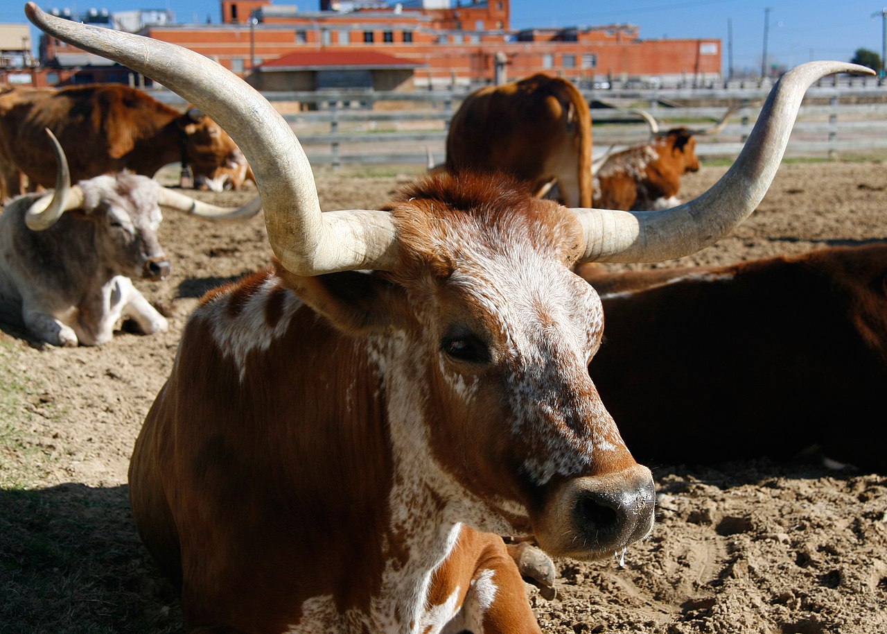 vaca, texas longhorn