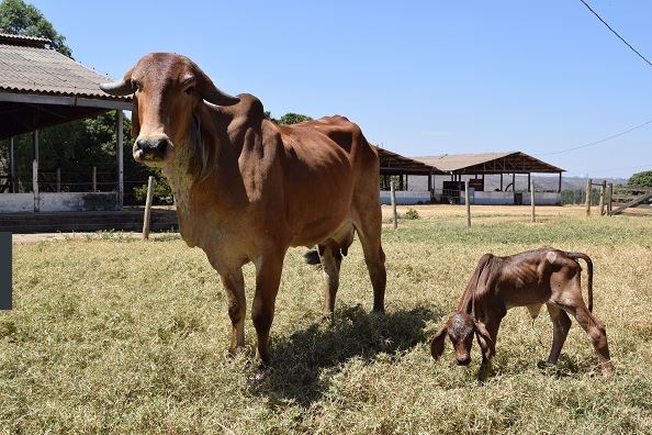 Primeira vaca clonada pela Embrapa Cerrados dá à luz uma bezerra