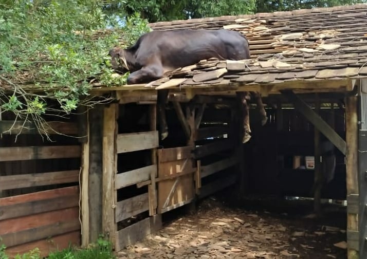 vaca no telhado