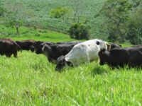 Doença da vaca louca riscos para rebanho