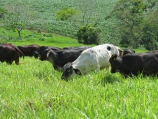 Doença da vaca louca riscos para rebanho