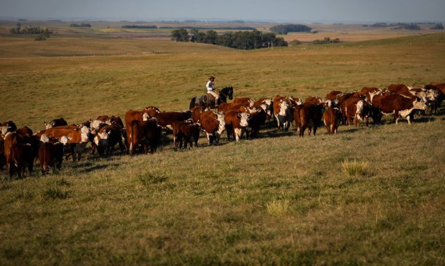vacas - gado - vacinação contra a febre aftosa - wnderson araújo - trilux - cna
