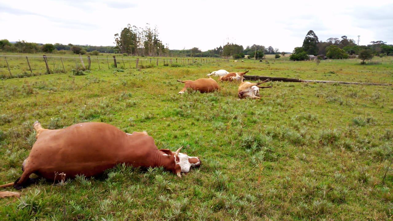Vacas morrem eletrocutadas após queda de poste no RS; 4 delas estavam prenhes