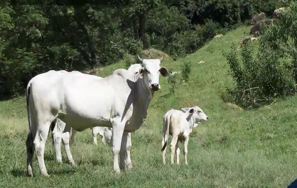 Mais lida: quanto tempo após o parto devo esperar para inseminar minhas vacas de novo?