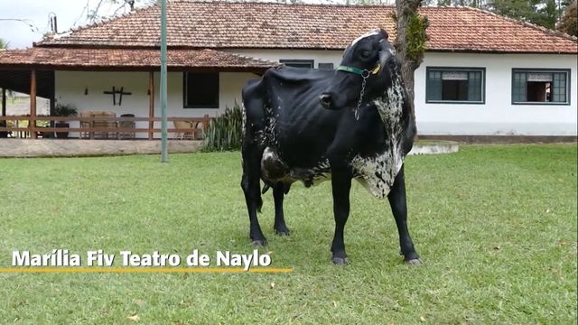 vaca Marília FIV Teatro de Naylo